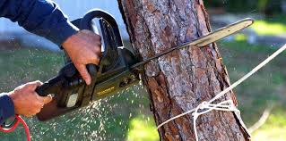 Best Fruit Tree Pruning  in Woodlands, CA