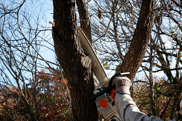 Leaf Removal in Woodlands, CA