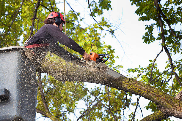 How Our Tree Care Process Works  in  Woodlands, CA