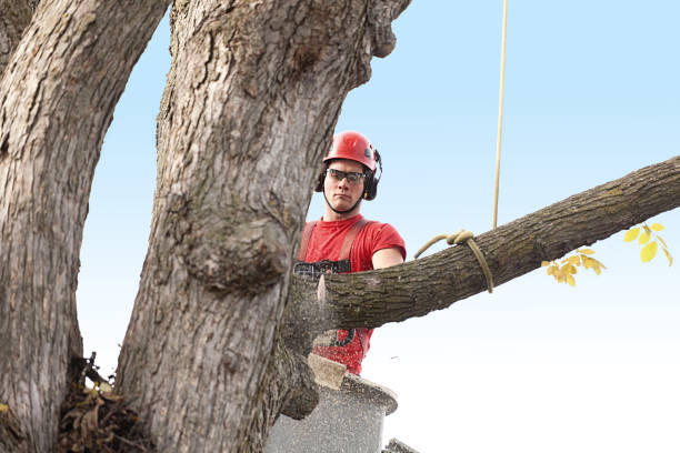 Woodlands, CA Tree Services Company